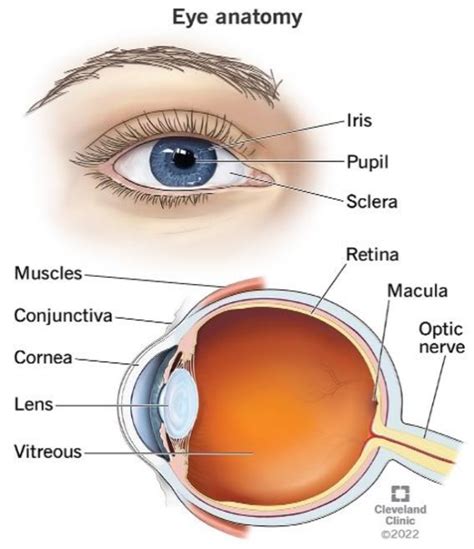 pictures of your eyes.